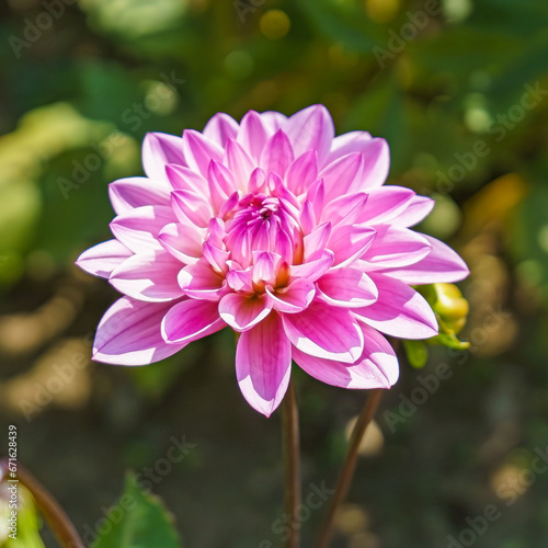 Pink dahlia flower in the garden