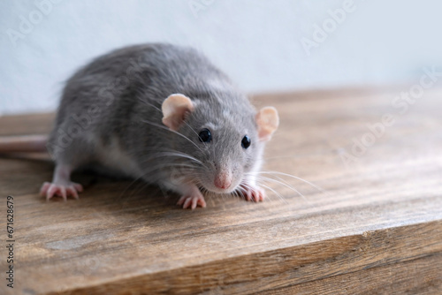 close up portrait of Funny and Cute beautiful gray decorative domestic Fancy rat, Rattus norvegicus domestica, concept care and maintenance, optimal conditions for keeping pets