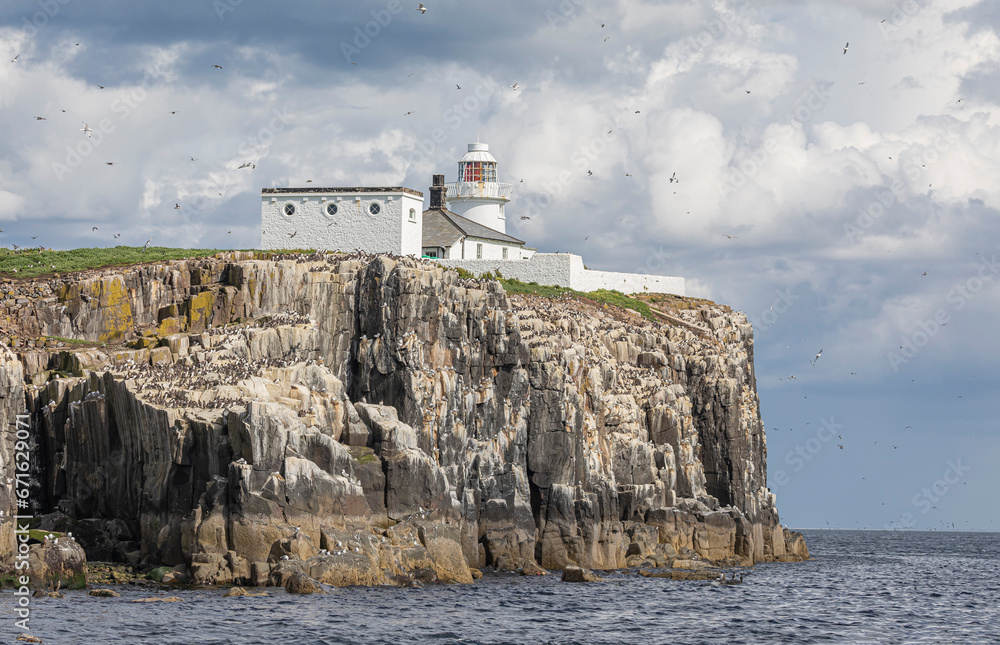 Cliff face with sea birds on ledges  with a lighthouse on top
