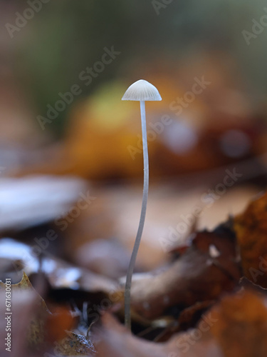 Snapping bonnet, scientific name Mycena vitilis, wild mushroom from Finland photo