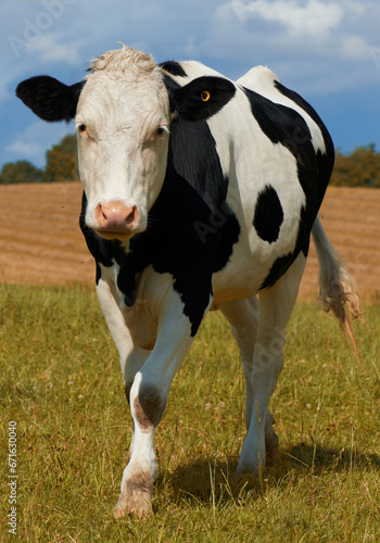 One black and white spotted Holstein cow on a sustainable farm pasture field in countryside. Raising and breeding livestock animals in agribusiness for free range organic cattle and dairy industry