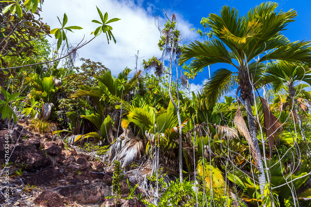 Fototapeta premium Tropical landscape with palm trees under blue sky, Seychelles