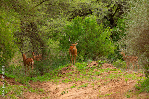 a small flock of gazelles in their natural environment © Elena