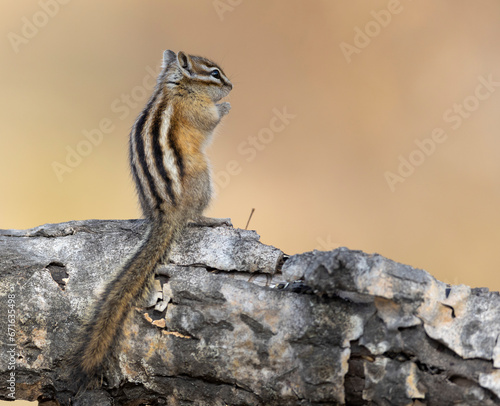 Rear view of least chipmunk on linb