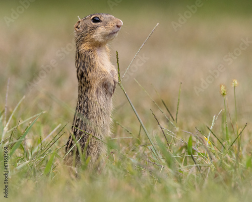 thirteen-lined ground squirrel erect