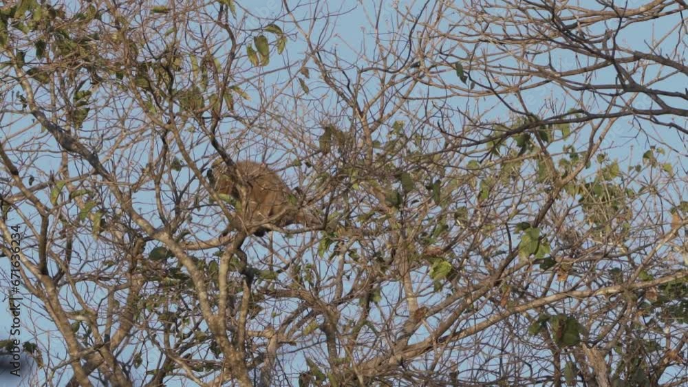 Howler monkeys, Alouatta, climbing through the canapy of topic trees in the swamp area of the Pantanal in Brazil. Howler monkeys, Alouatta, climbing through the canapy of topic trees in the swamp area of the Pantanal in Brazil.