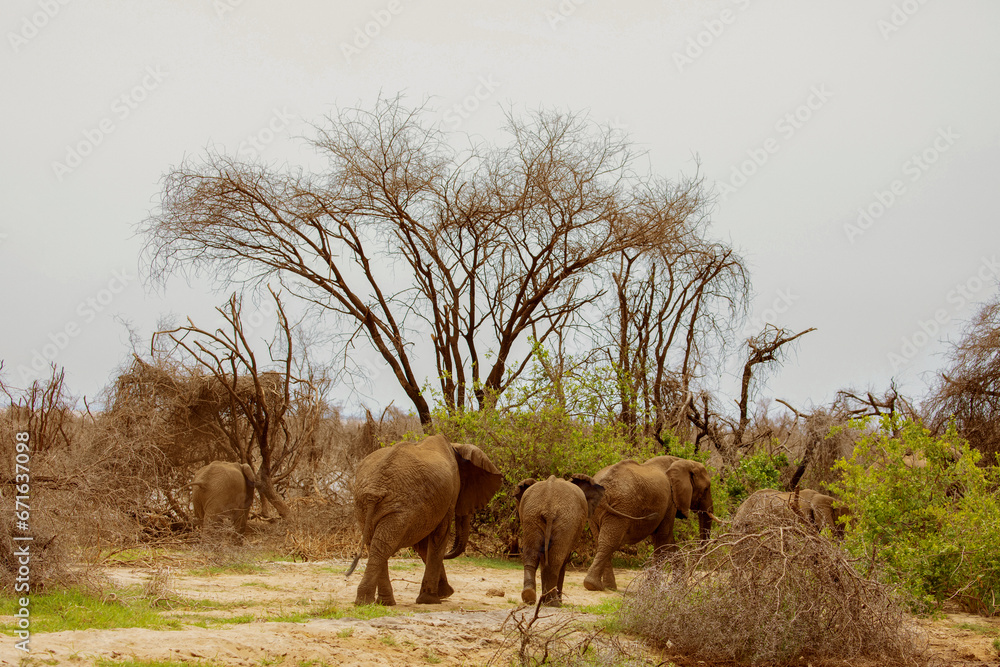 Fototapeta premium Elephants and baby walking through Maniara National Park