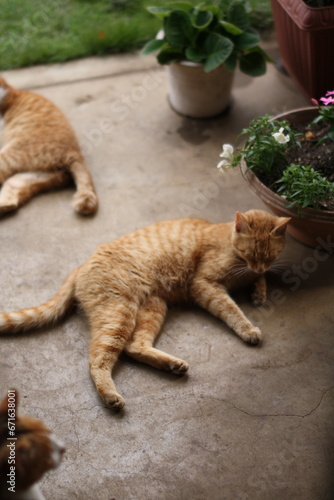 庭先でうたた寝する野良猫_01