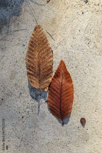 dúo de hojas de otoño sobre piedra