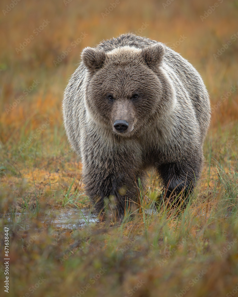 Obraz premium Braunbär