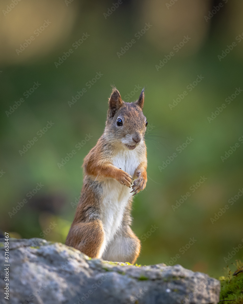 Eichhörnchen Eichhörnchen