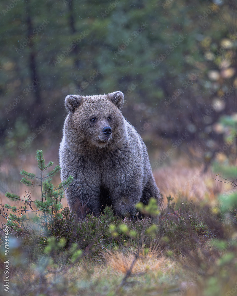 Obraz premium Braunbär