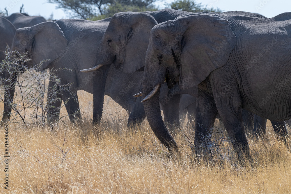 A herd of African Elephants -Loxodonta Africana- grazing on the plains of Etosha National Park, Namibia.