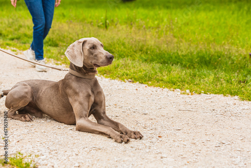 weimaraner on a leash with the unrecognizable mistress