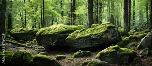 Moss covered trees conceal big rocks within the lush green forest during the summer seasons