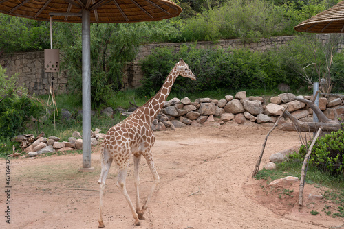 Photography Giraffe walking under a shelter in a zoo