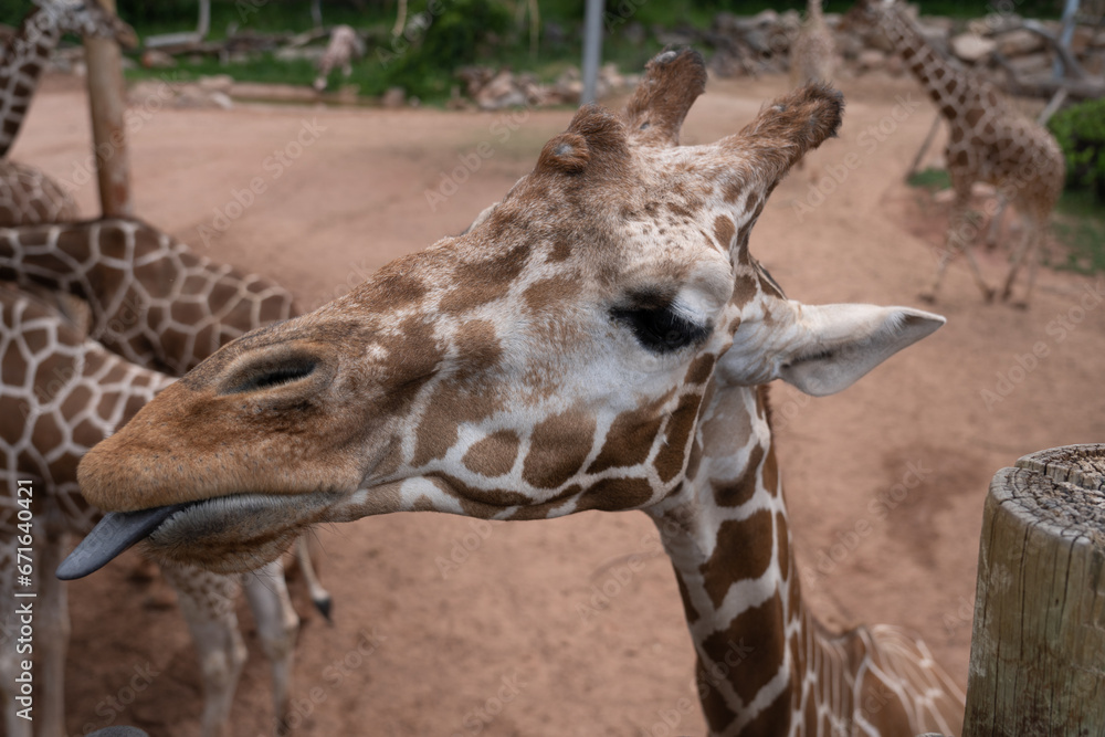 Obraz premium Giraffe sticking out its long black tongue to eat some lettuce from a feeding platform in a zoo