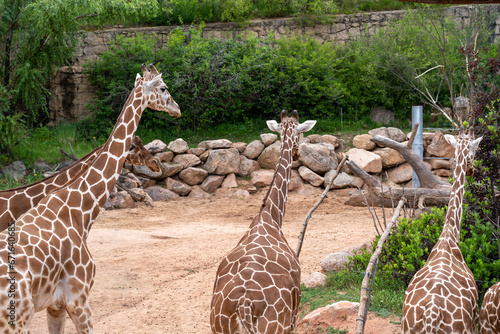 Giraffes walking in a zoo photo