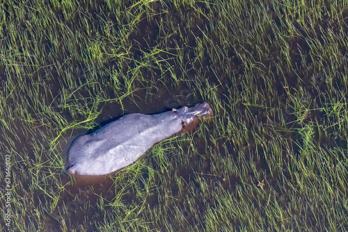 Aerial Telephoto shot of an hippopotamus that is partically submerged in the Okavango Delta Wetlands in Botswana.
