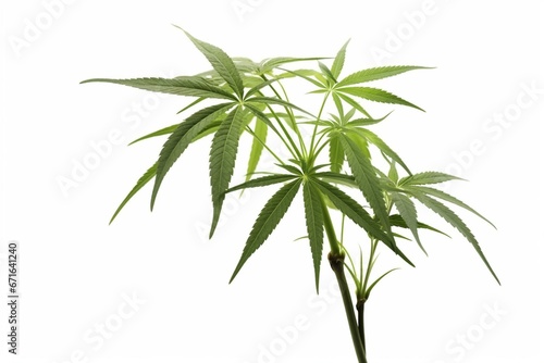 Hemp plant against a white background. Generative AI