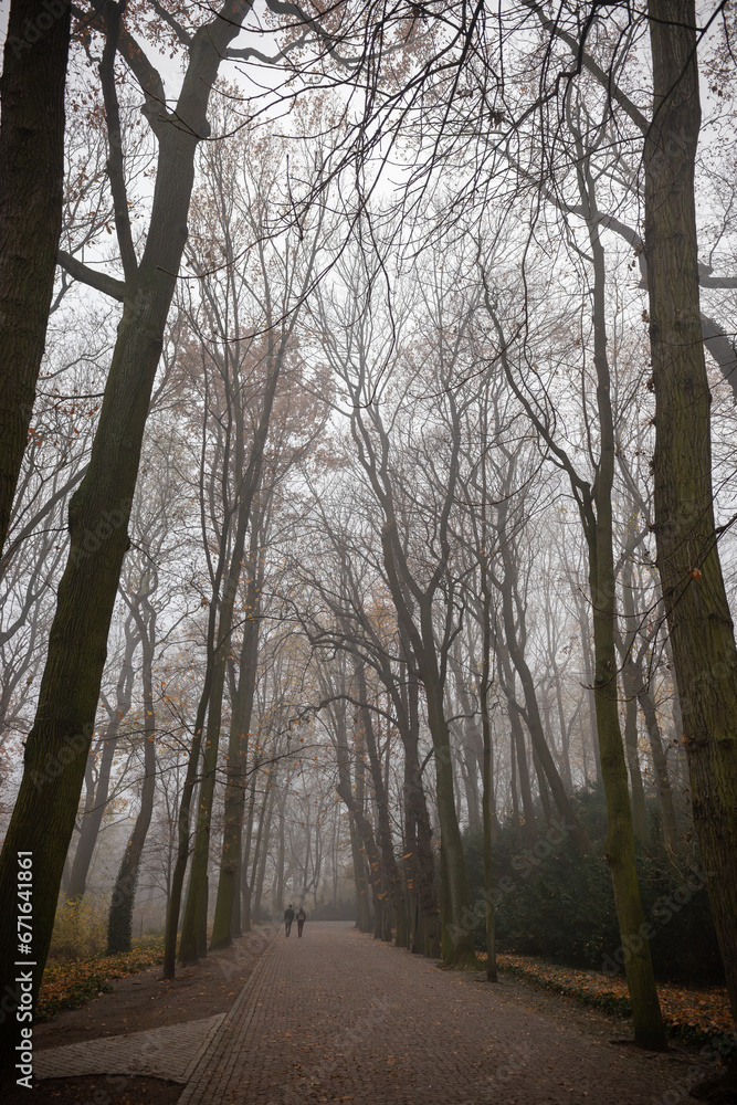 A forest path on a misty day - autumn background