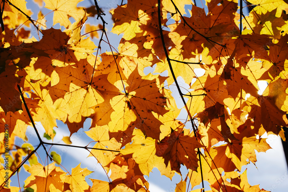 Autumn yellow leaves on tree. Leaves isolated on blue sky. Fall season nature background. Tree top dry leaves falling. Tree crown isolated on blue sky. Vibrant color autumn sunlight landscape. Autumn yellow leaves on tree. Leaves isolated on blue sky. Fall season nature background. Tree top dry leaves falling. Tree crown isolated on blue sky. Vibrant color autumn sunlight landscape.
