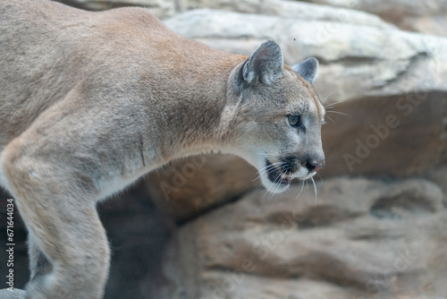 Mountain lion prowling on a rock in a zoo