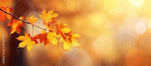 Blurry background with autumn leaves on a sunny day