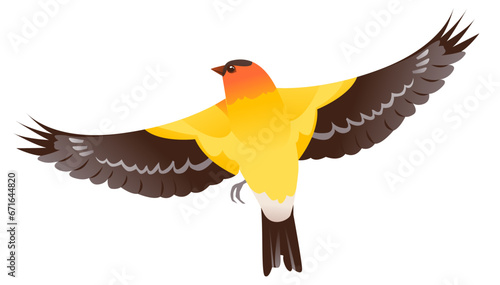 Bird Baltimore Oriole vector illustration isolated on a white background. A bird in flight