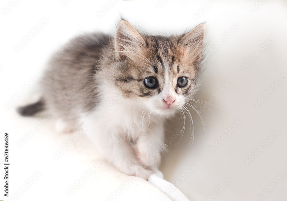 kitten close-up portrait sitting and looking at the camera kitten close-up portrait sitting and looking at the camera