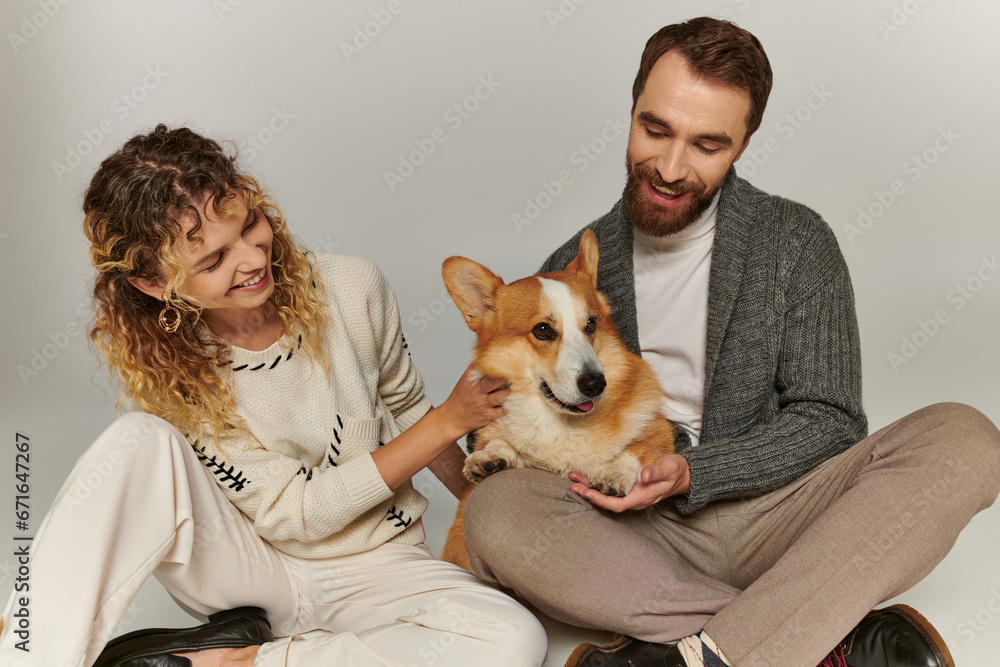cheerful man and woman in winter clothing smiling and playing with cute corgi on grey background cheerful man and woman in winter clothing smiling and playing with cute corgi on grey background