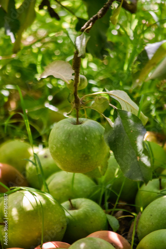 manzanas verdes maduras al pie del arbol