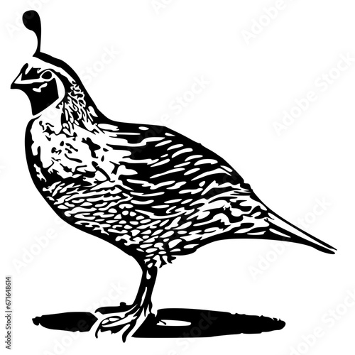 Quail