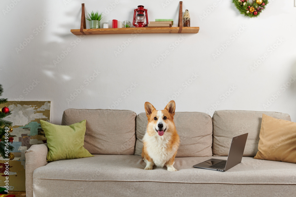 adorable corgi dog sitting on couch next to laptop and decorated apartment on Christmas time - obrazy, fototapety, plakaty 