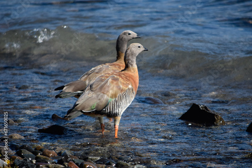 Pareja de Cauquén Real en orilla de lago
