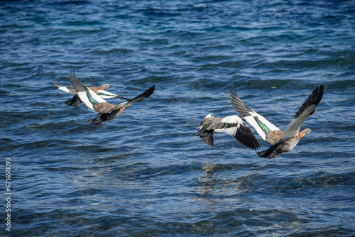 Bandada de Caquén Real en pleno vuelo sobre lago