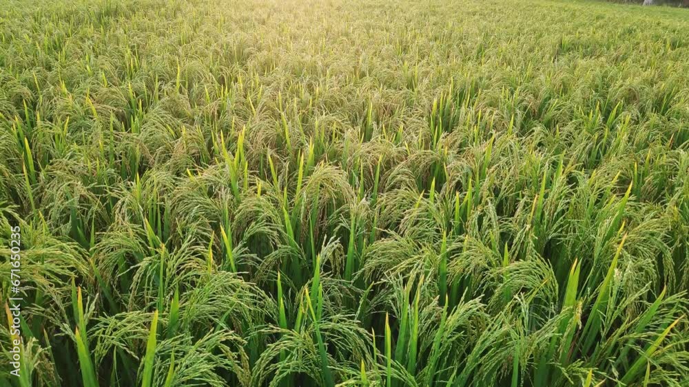 A pan shot of unripe green and golden paddy crop on a sunny day in rural Karnataka A pan shot of unripe green and golden paddy crop on a sunny day in rural Karnataka