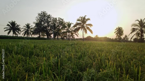Wallpaper Mural Cinematic pan shot of shining sun over paddy fields amidst palm trees at dusk Torontodigital.ca