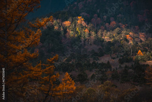 Yellow red pine trees alongside Azusa river and have mount Yake in background during autumn period in Kamikochi national park in Matsumoto, Nagano, Japan, Beautifully colored leaves in forest