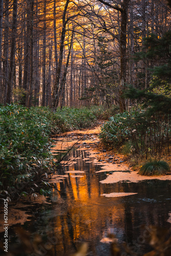 Yellow red pine trees along...