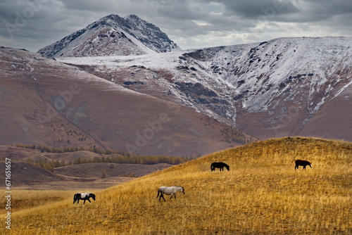 Russia. South of Western Siberia, the Altai Mountains. A small herd of horses grazes peacefully on a deserted hillside against the backdrop of snow-capped mountains of the North Chui Mountain range.