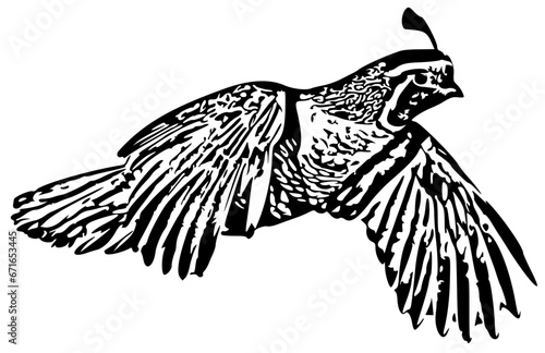 Flying Quail
