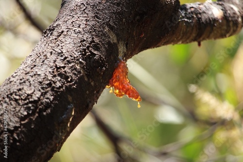 Close-up of gum exuding from Acacia tree trunk due to stress, South Australia photo