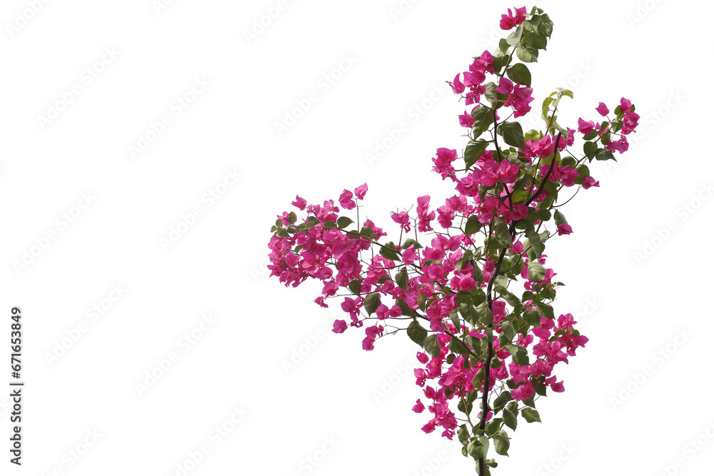 Bougainvilleas branch isolated on white background.Clipping path. Bougainvilleas branch isolated on white background.Clipping path.
