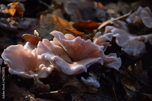 hongos irregulares rosados crecen en la madera