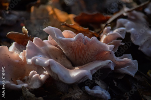 hongos irregulares rosados crecen en la madera