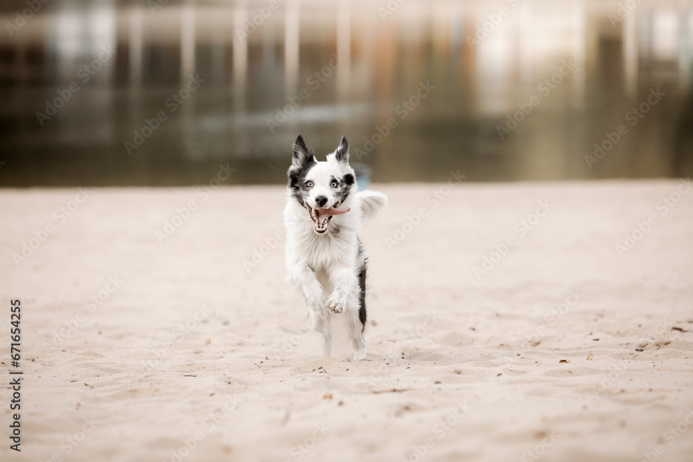 Border Collie dog running. Fall season. Dog in autumn.