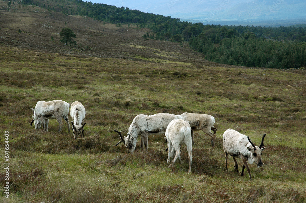 Renne, Alces alces, parc national de Cairngorms, Ecosse, Grande Bretagne Renne, Alces alces, parc national de Cairngorms, Ecosse, Grande Bretagne