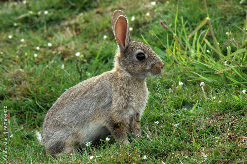 Fototapeta premium Lapin de garénne, Oryctolagus cuniculus
