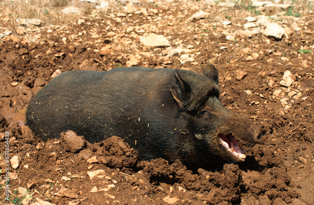 Sanglier, bauge, Sus scrofa